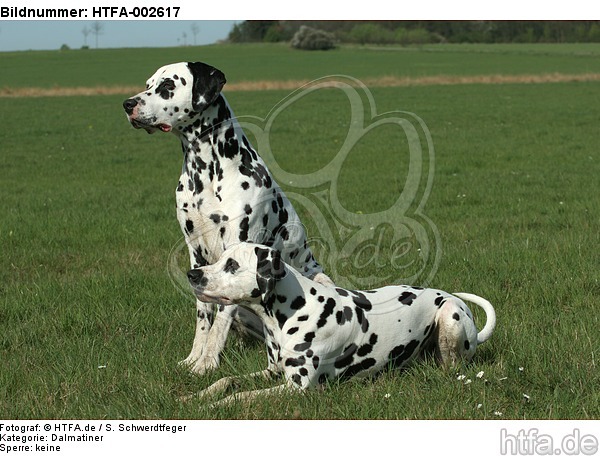 Dalmatiner / dalmatian / HTFA-002617