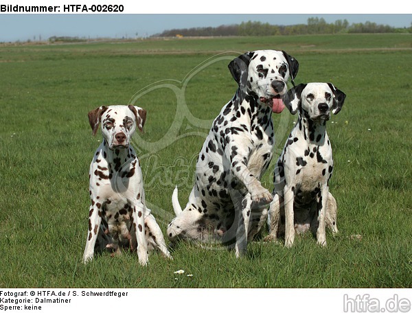 Dalmatiner / dalmatian / HTFA-002620