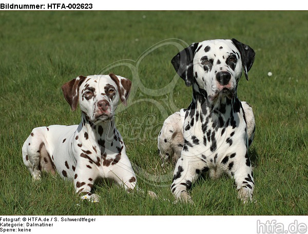 Dalmatiner / dalmatian / HTFA-002623