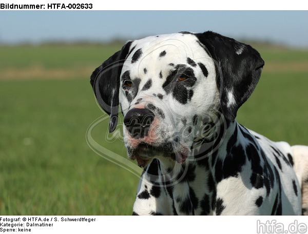 Dalmatiner / dalmatian / HTFA-002633