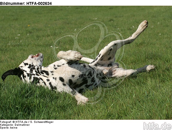 Dalmatiner / dalmatian / HTFA-002634