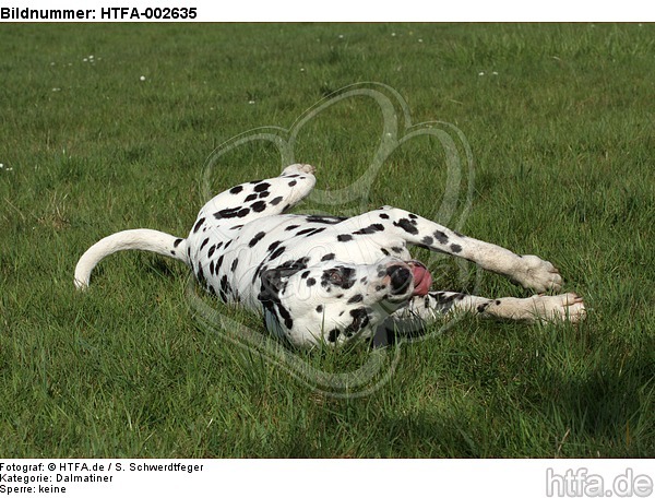 Dalmatiner / dalmatian / HTFA-002635