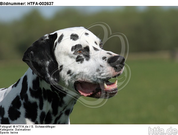 Dalmatiner / dalmatian / HTFA-002637