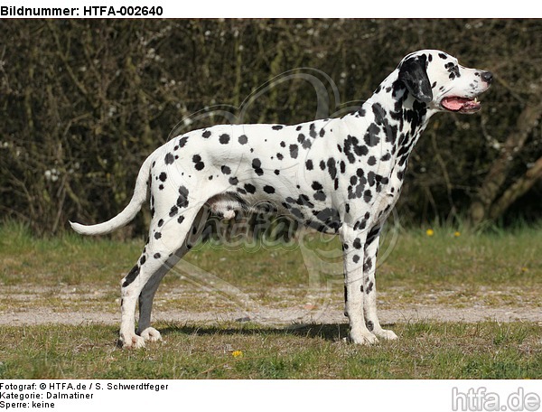 Dalmatiner / dalmatian / HTFA-002640