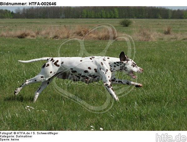 Dalmatiner / dalmatian / HTFA-002646