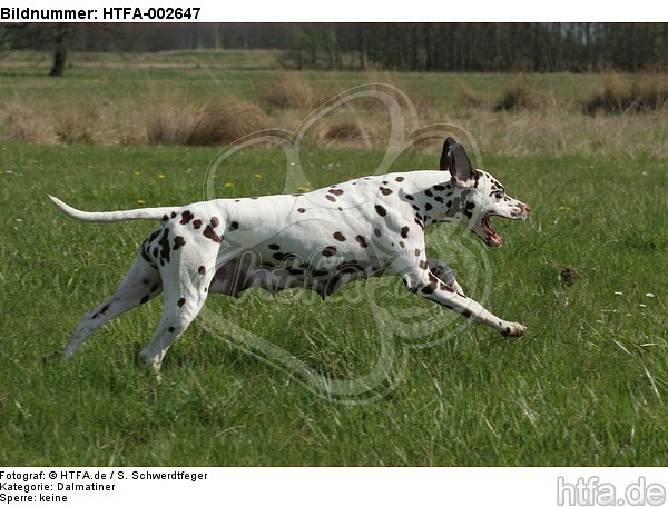 Dalmatiner / dalmatian / HTFA-002647