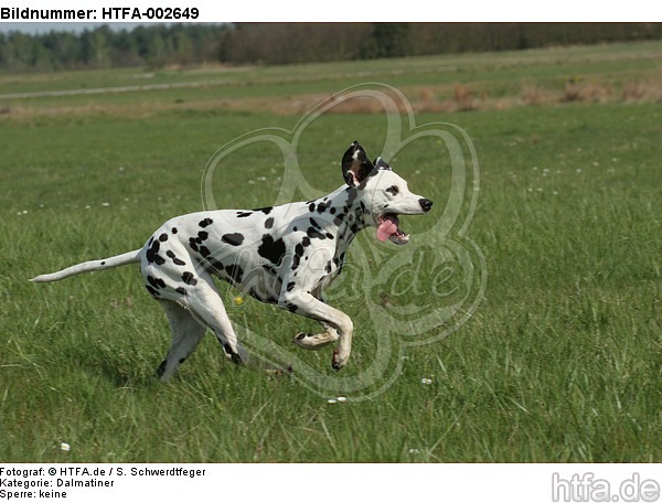 Dalmatiner / dalmatian / HTFA-002649