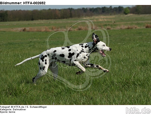 Dalmatiner / dalmatian / HTFA-002652