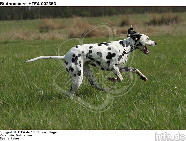 Dalmatiner / dalmatian / HTFA-002653