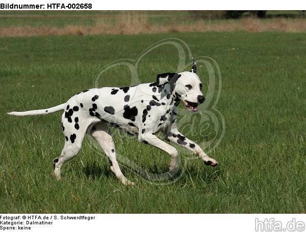 Dalmatiner / dalmatian / HTFA-002658