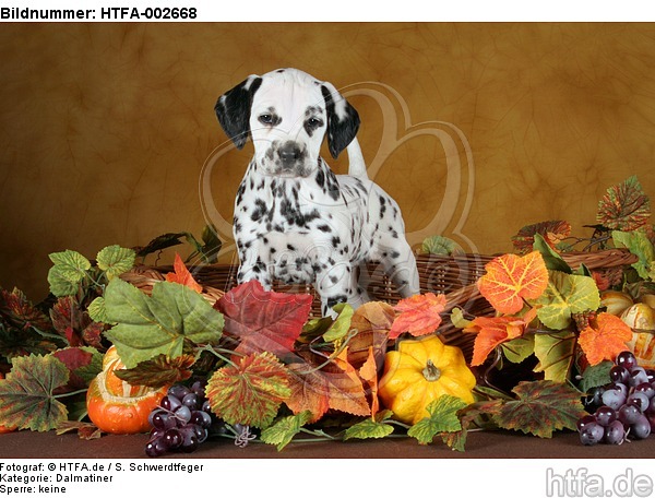 Dalmatiner Welpe / dalmatian puppy / HTFA-002668