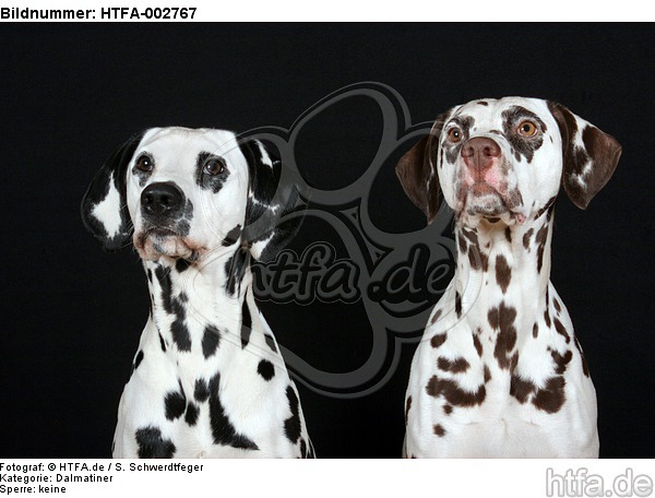 Dalmatiner / dalmatian / HTFA-002767