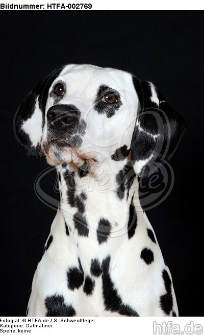 Dalmatiner / dalmatian / HTFA-002769