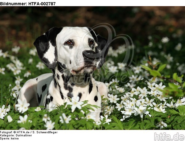 Dalmatiner / dalmatian / HTFA-002787