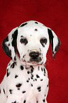 Dalmatiner Welpe / dalmatian puppy