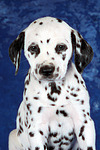 Dalmatiner Welpe / dalmatian puppy