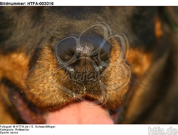 Rottweiler / HTFA-003316