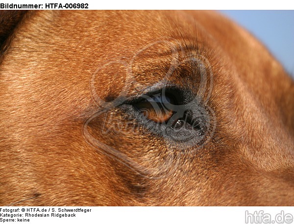 Rhodesian Ridgeback Auge / rhodesian ridgeback eye / HTFA-006982