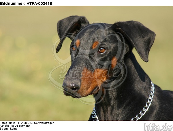 Dobermann / doberman pinscher / HTFA-002418