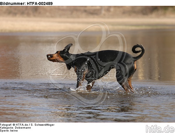 Dobermann / doberman pinscher / HTFA-002489