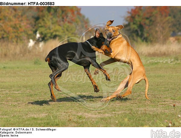 Dobermann und Rhodesian Ridgeback / Doberman Pinscher and Rhodesian Ridgeback / HTFA-003583