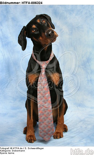 Dobermann / doberman pinscher / HTFA-006324