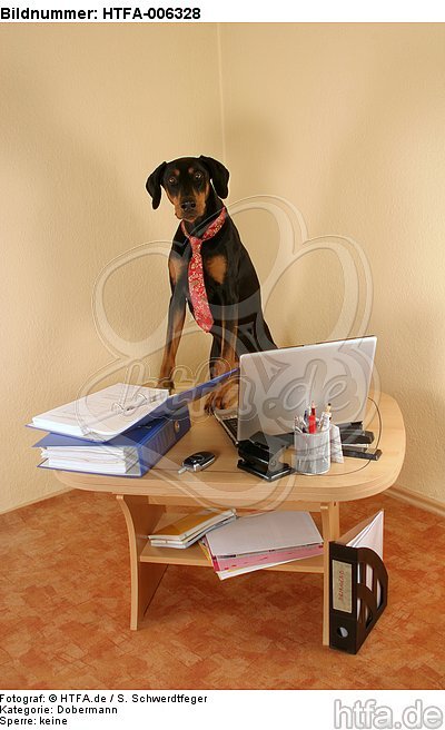 Dobermann / doberman pinscher / HTFA-006328