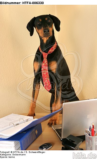 Dobermann / doberman pinscher / HTFA-006330