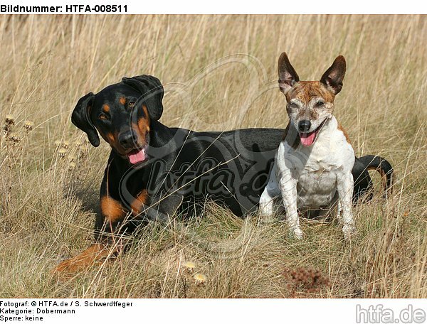 Dobermann und Jack Russell Terrier / doberman pinscher and jrt / HTFA-008511