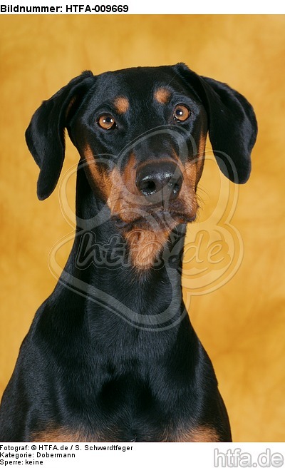 Dobermann Portrait / Doberman Pinscher Portrait / HTFA-009669