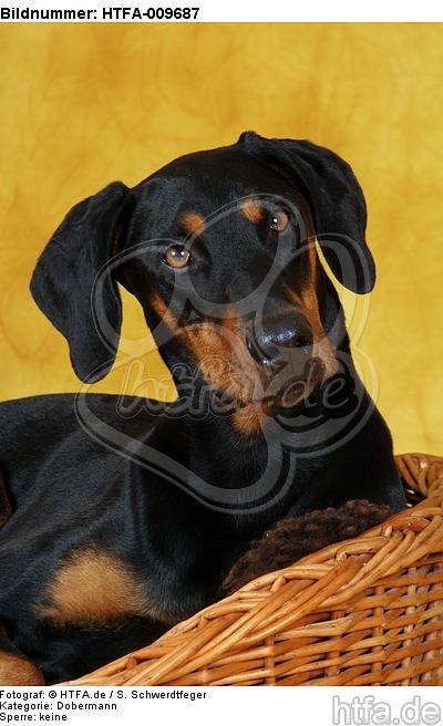 Dobermann Portrait / Doberman Pinscher Portrait / HTFA-009687