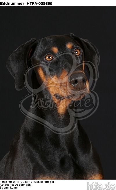 Dobermann Portrait / Doberman Pinscher Portrait / HTFA-009695