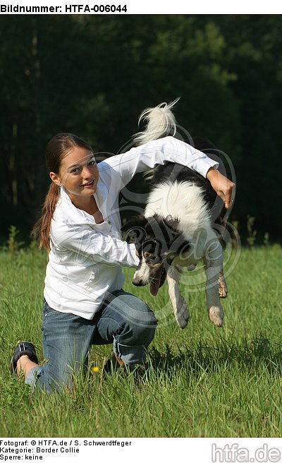 Border Collie / HTFA-006044