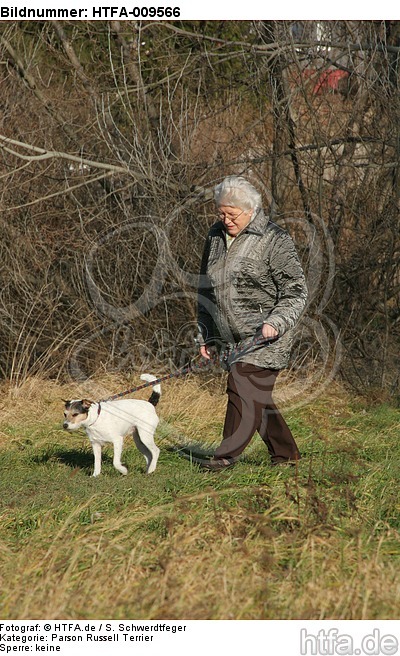 Frau mit Parson Russell Terrier / woman with PRT / HTFA-009566