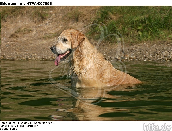 Golden Retriever / HTFA-007556