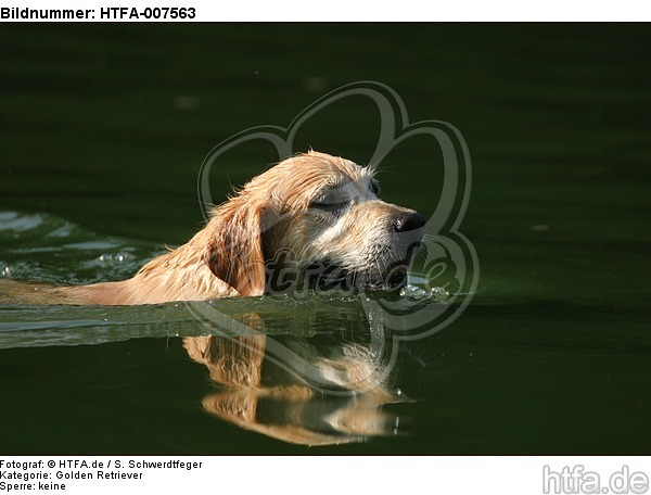 Golden Retriever / HTFA-007563