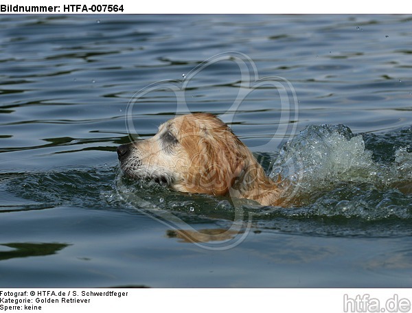 Golden Retriever / HTFA-007564