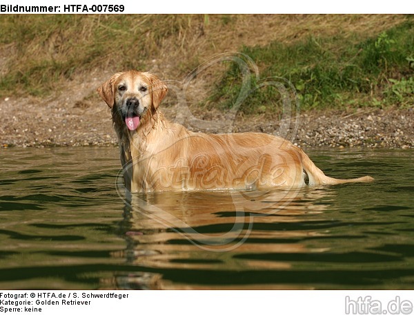 Golden Retriever / HTFA-007569