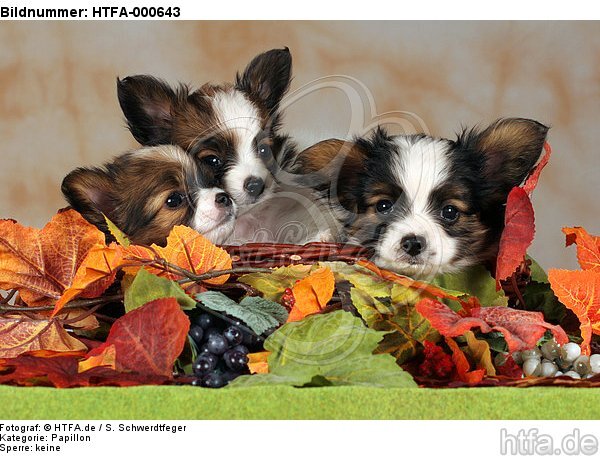 Papillon Welpen / papillon puppies / HTFA-000643