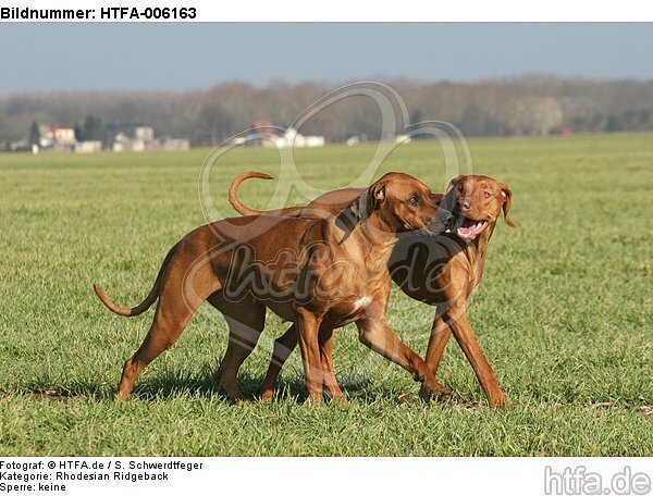 Rhodesian Ridgebacks / HTFA-006163