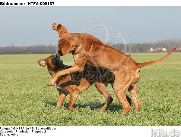 Rhodesian Ridgebacks / HTFA-006167