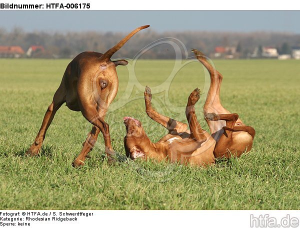 Rhodesian Ridgebacks / HTFA-006175