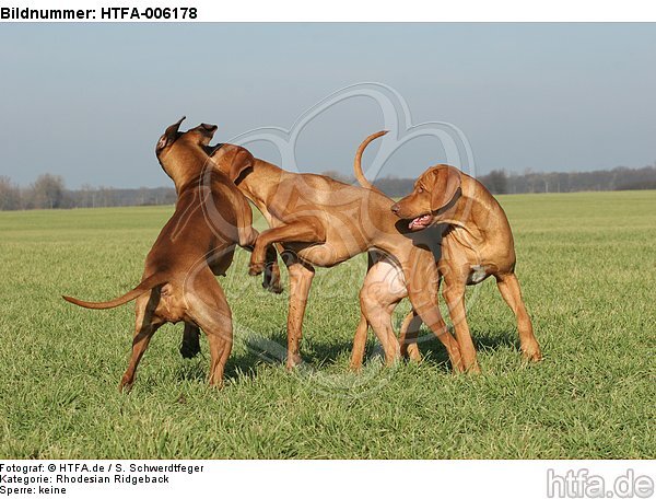 Rhodesian Ridgebacks / HTFA-006178