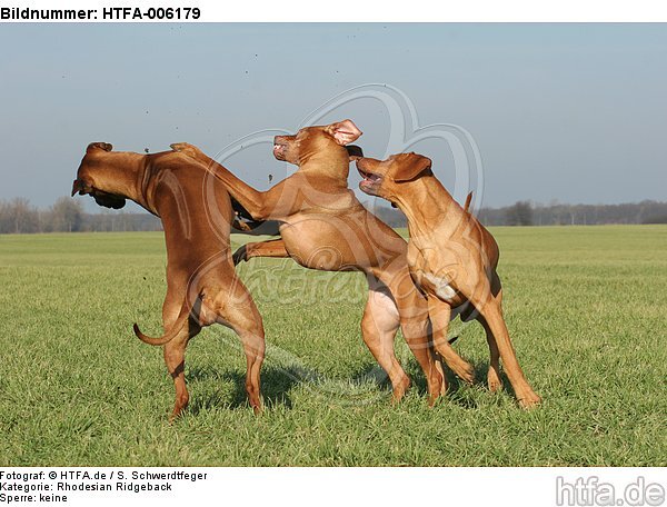 Rhodesian Ridgebacks / HTFA-006179