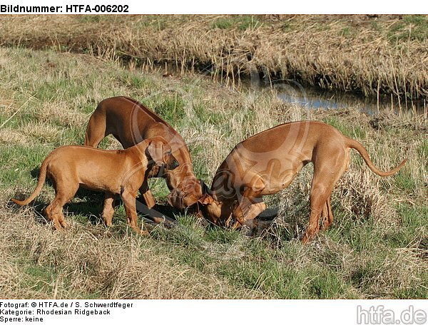 Rhodesian Ridgebacks / HTFA-006202