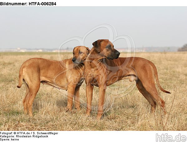 Rhodesian Ridgebacks / HTFA-006284