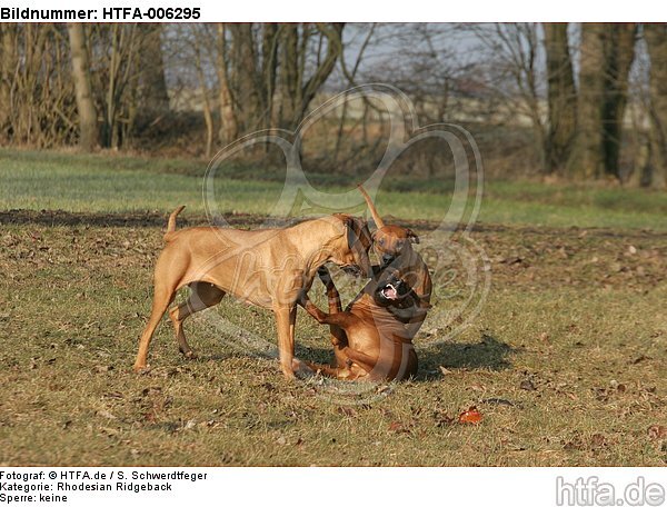 Rhodesian Ridgebacks / HTFA-006295