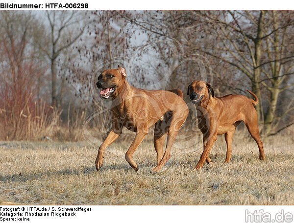 Rhodesian Ridgebacks / HTFA-006298