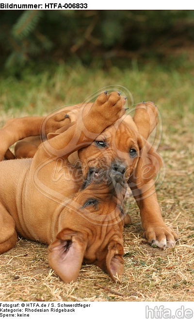 Rhodesian Ridgeback Welpen / rhodesian ridgeback puppies / HTFA-006833