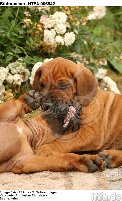 Rhodesian Ridgeback Welpen / rhodesian ridgeback puppies / HTFA-006842